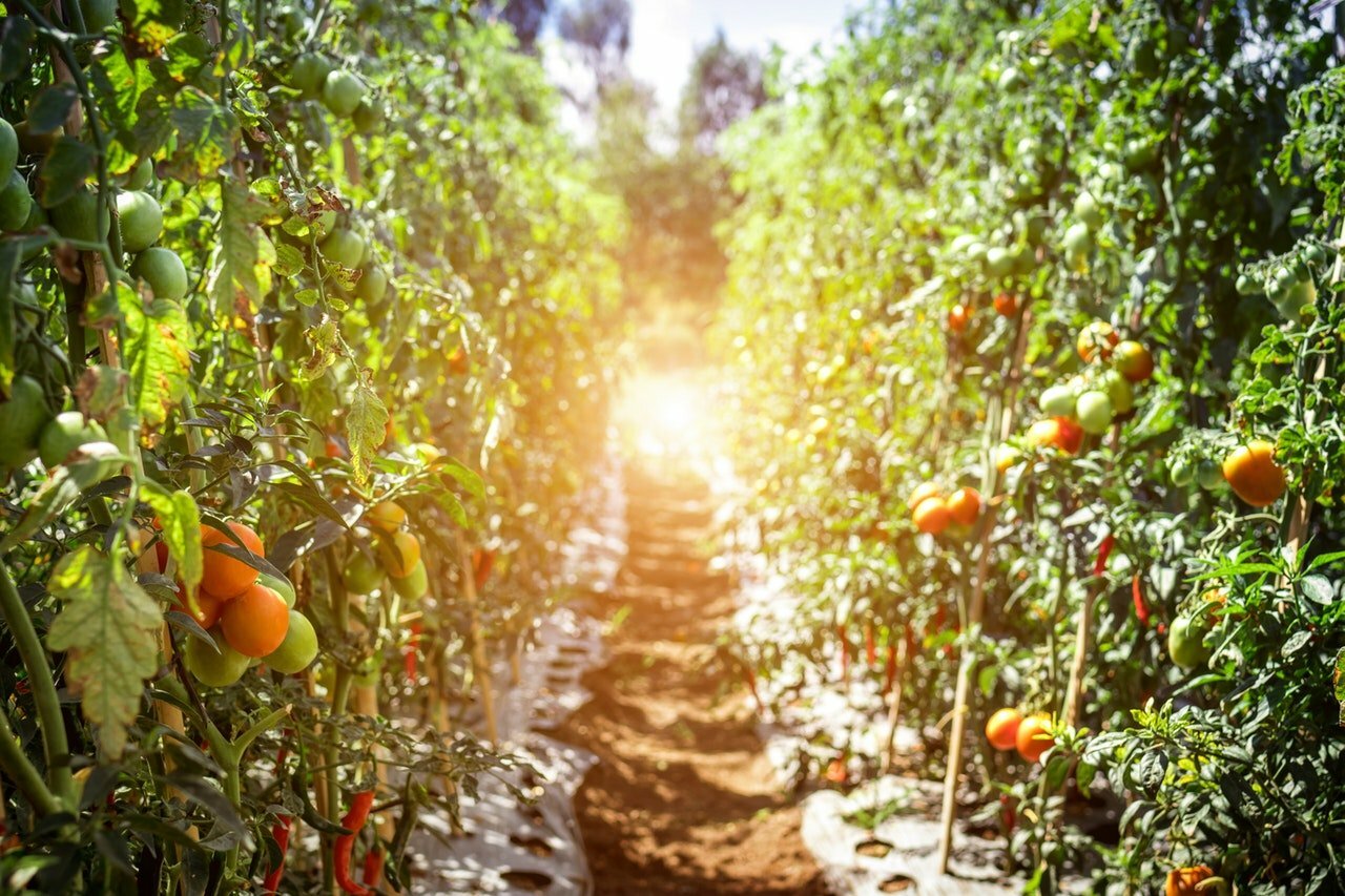 a path with orange fruit on it