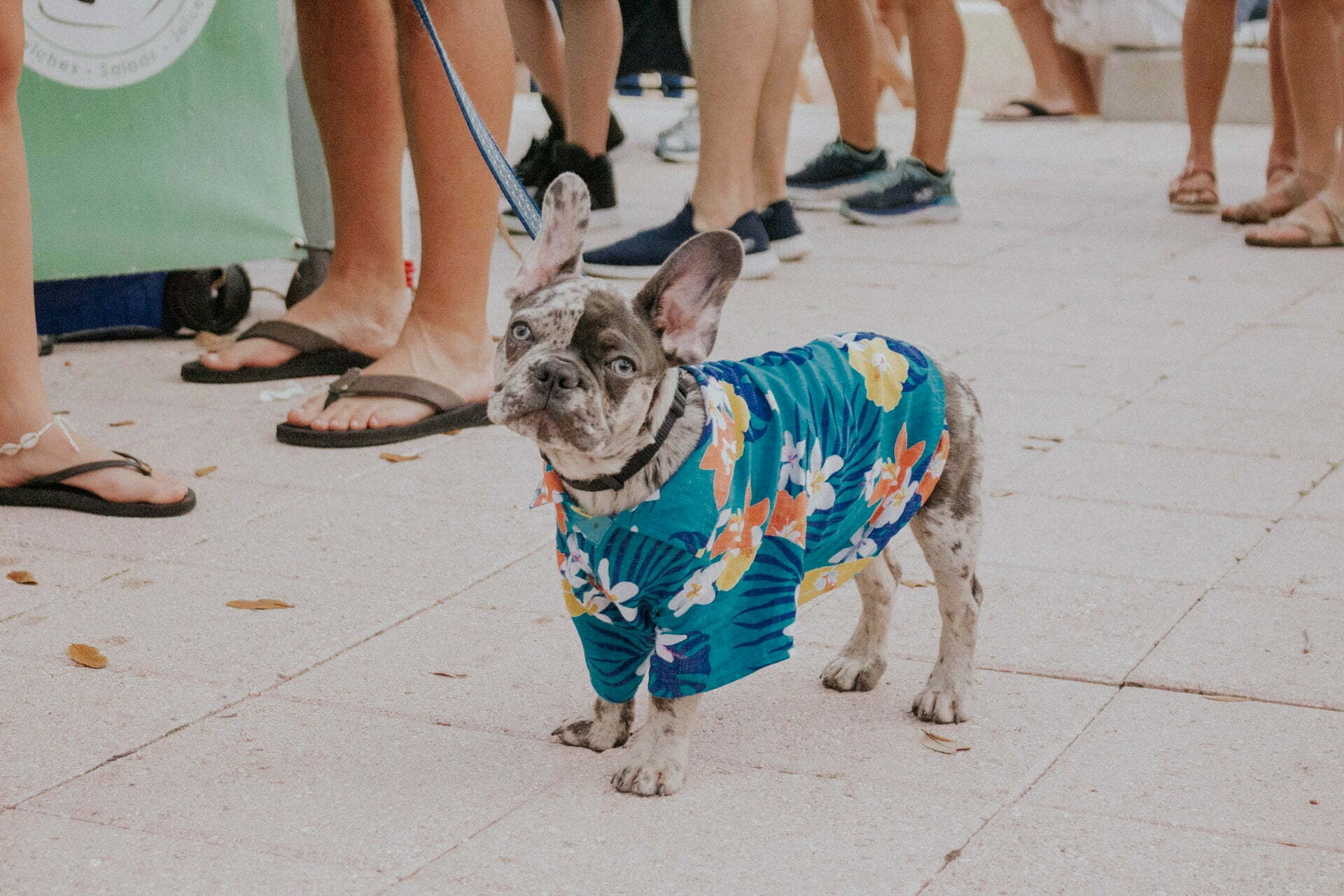 a dog wearing a blue and white shirt and standing on a sidewalk