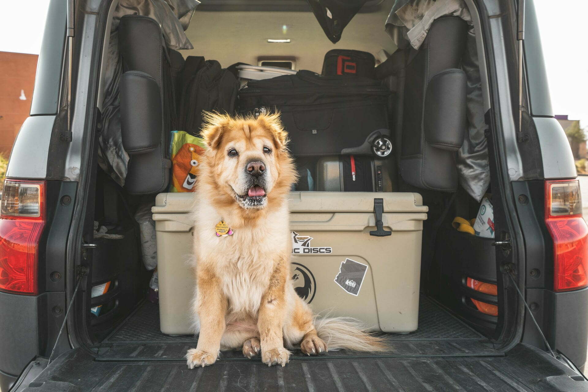 a dog sitting in the back of a truck
