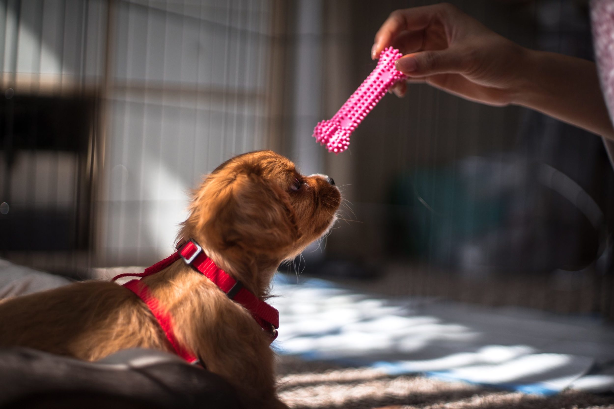 a dog getting a frisbee